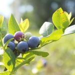 Jubilee Orchards